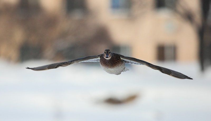 уткаphoto preview