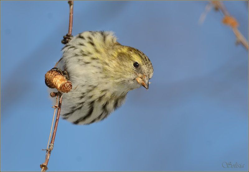 птицы, природа, чижи, зима, carduelis spinus Задорные чижиphoto preview