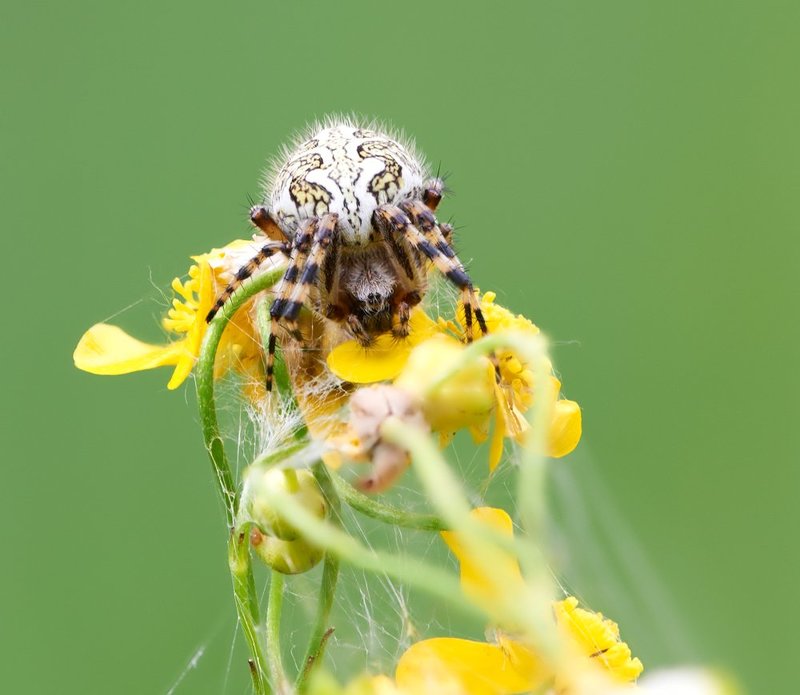 macro, closeup, макро,  gnilenkov Мамаша...photo preview