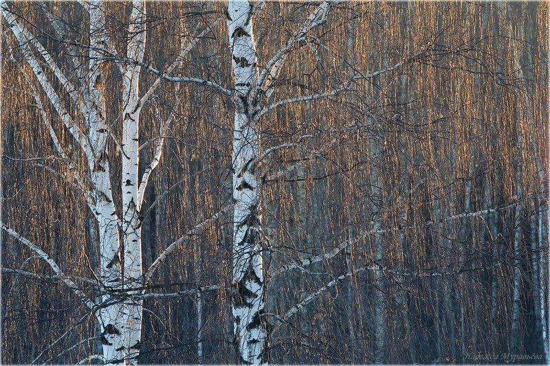 берёза, закат, зима Золотистый дождьphoto preview