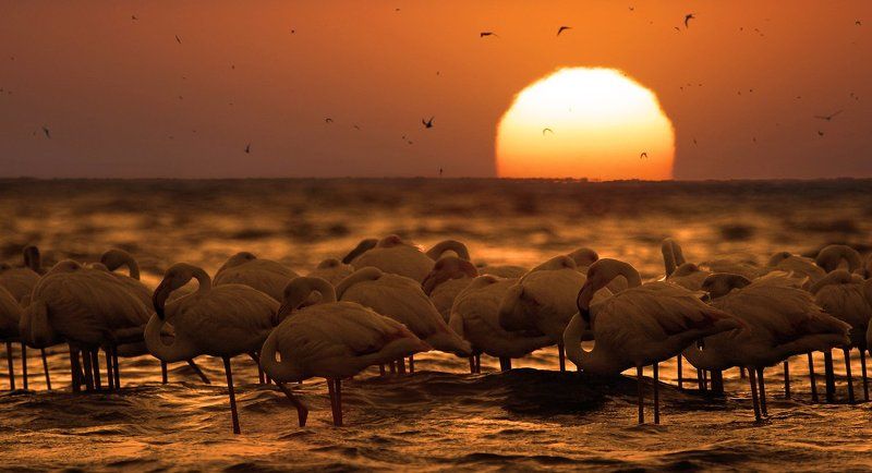 Любимые птички негативного математика (HBDVD!)photo preview