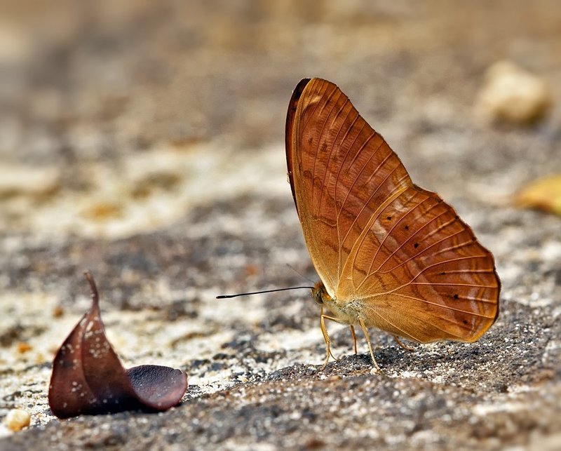 macro, closeup, макро,  gnilenkov ***photo preview