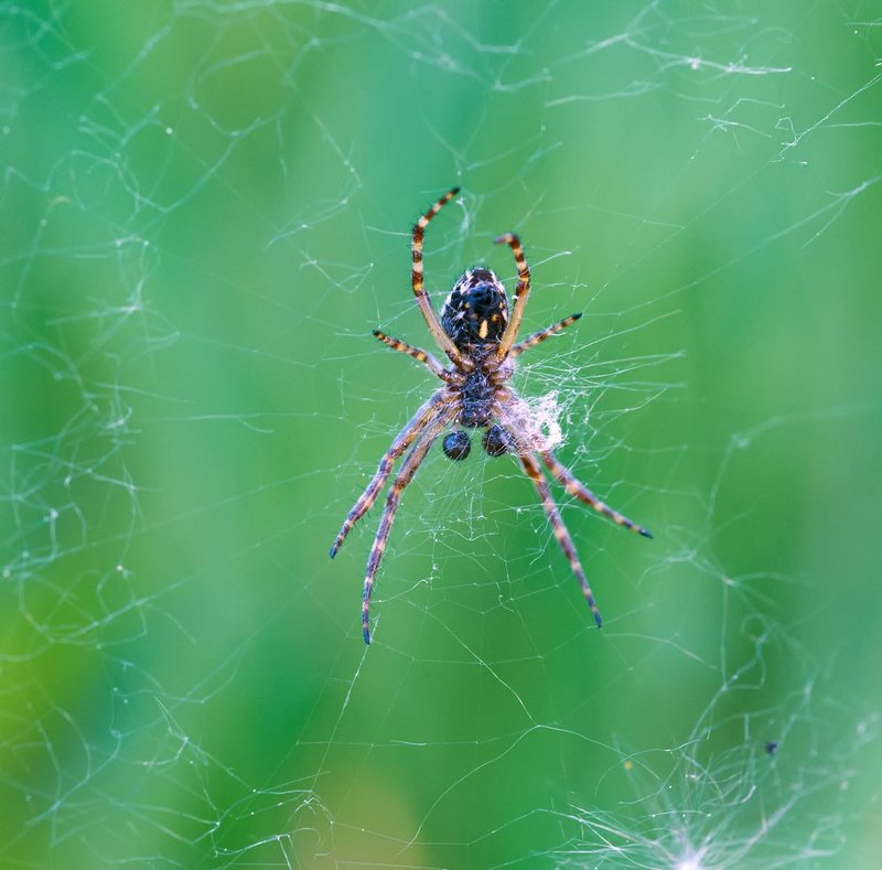 macro, closeup, макро,  gnilenkov Пучеглазый....photo preview