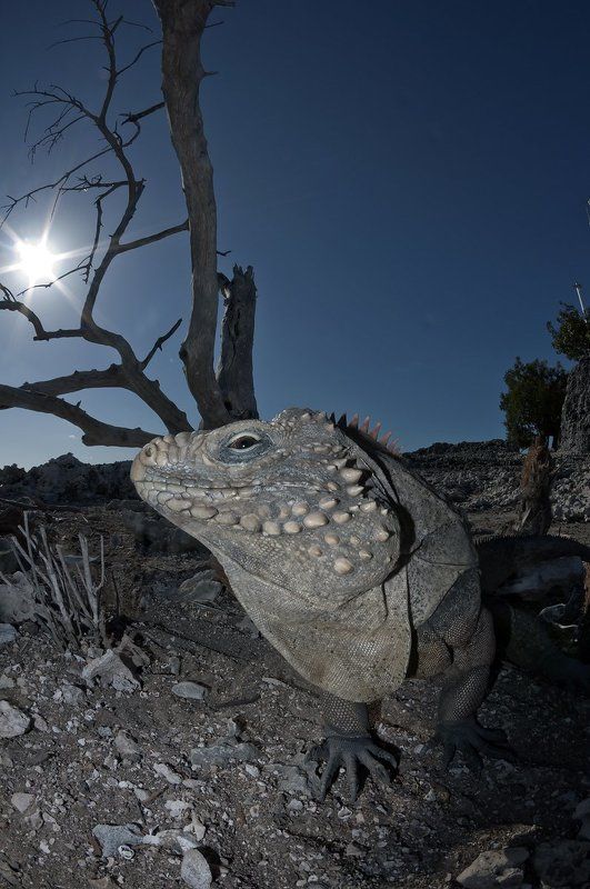 Остров игуанphoto preview