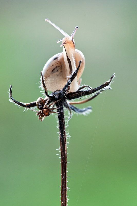 Укрощение диких улитокphoto preview