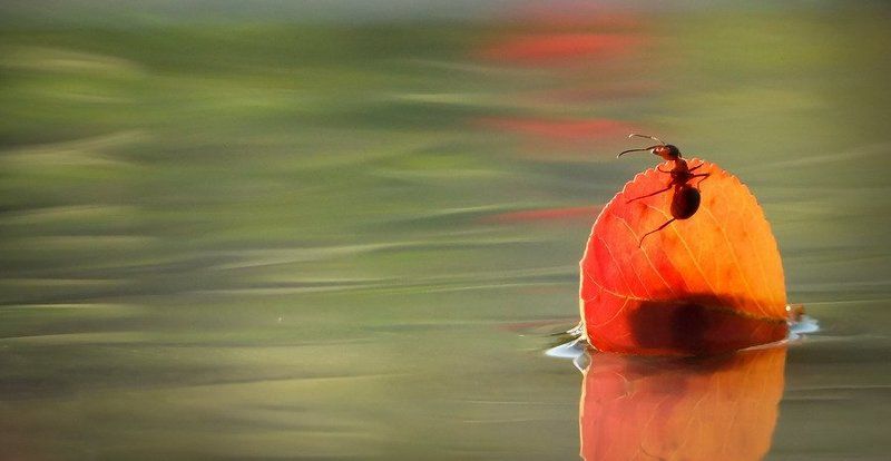 муравей., листочек. УНЕСЕННЫЕ ВЕТРОМ-3photo preview