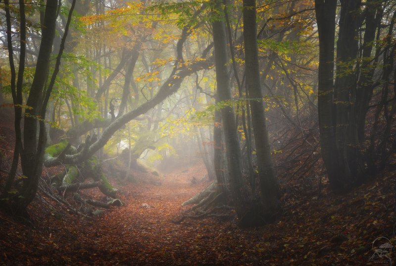 демерджи, крым, осень, лес, туман Осень в лесуphoto preview