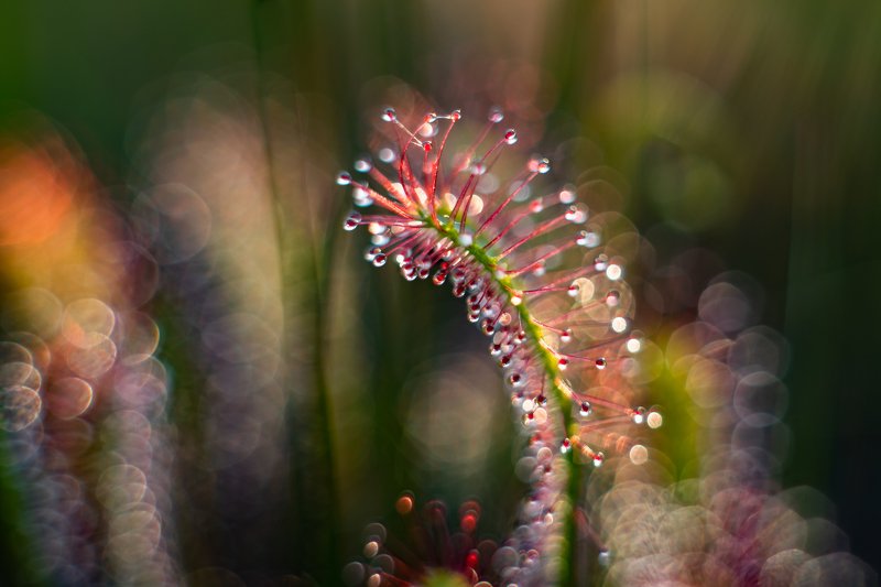 macro, sundew, plants, colors, bokeh Sundewphoto preview