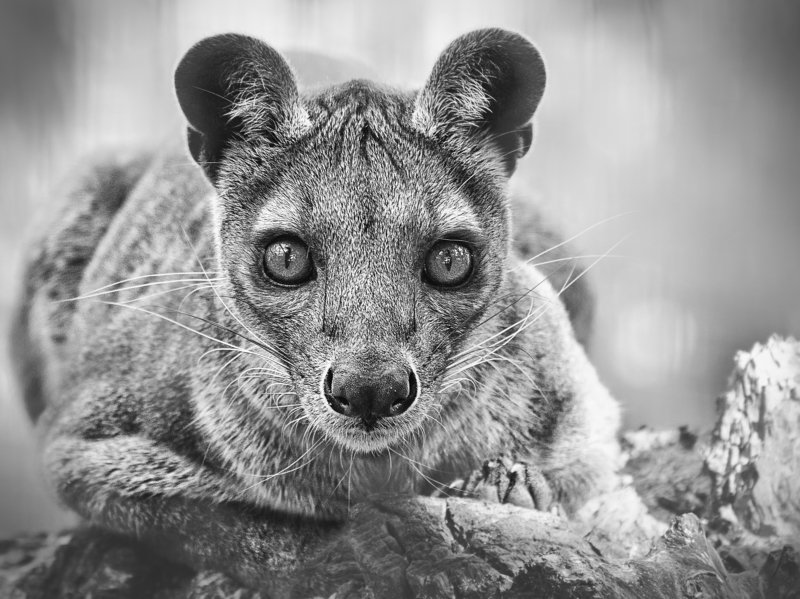 Фоссаphoto preview