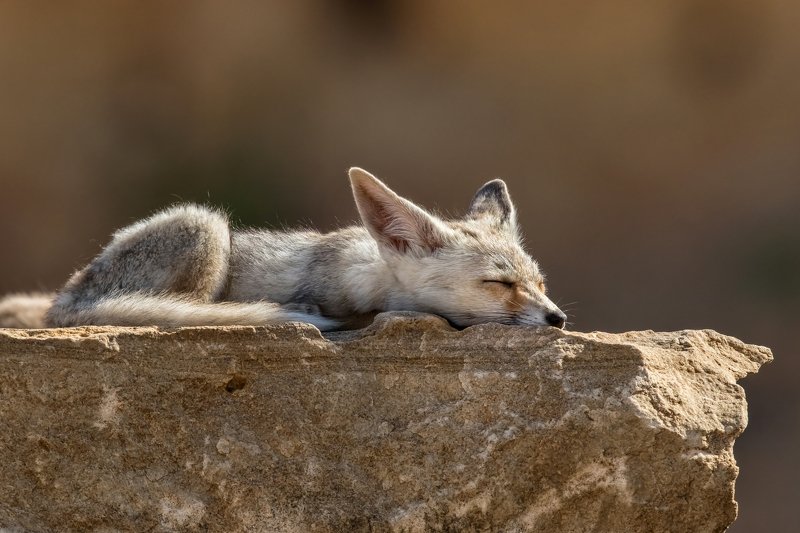 canon1dх mark2,canon600mmf4,israel,jerusalem,nature,wildnature,wildnaturephotography,дикая природа,иерусалим ,израиль, пётр рогов,фотограф,фотоохота,лисята,nature,иерусалим,jerusalem,wildnaturephotography,nakedplanet,natgeoyourshot,natgeo,bbcearth Я на солнышке лежуphoto preview