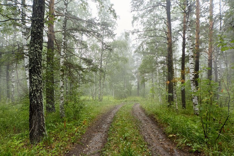 южный урал,оренбургская область, орск, новотроицк,башкирия, башкертостан Дорога по лесу...photo preview