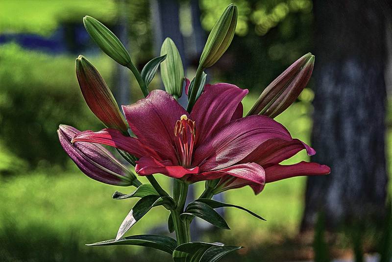 Лилияphoto preview