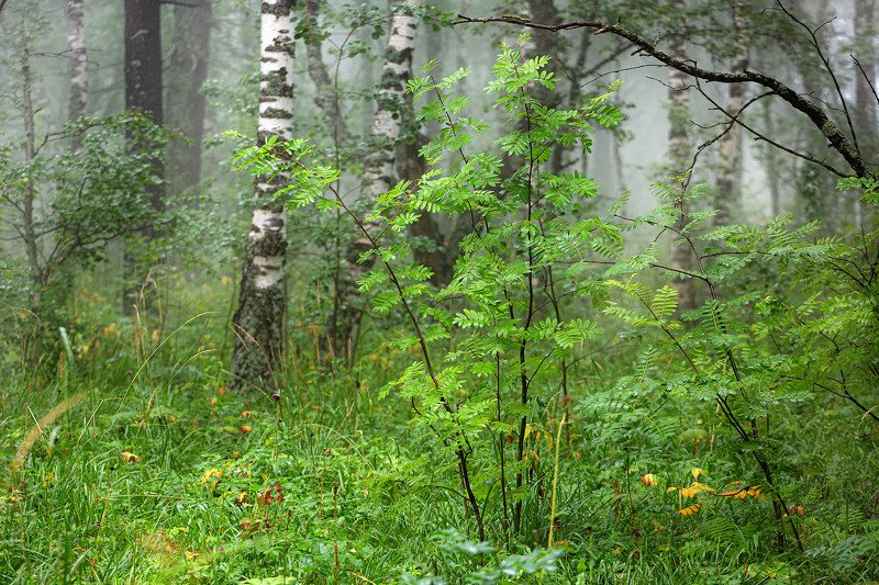 южный урал,оренбургская область, орск, новотроицк,башкирия, башкертостан Выхваченное настроение леса...photo preview
