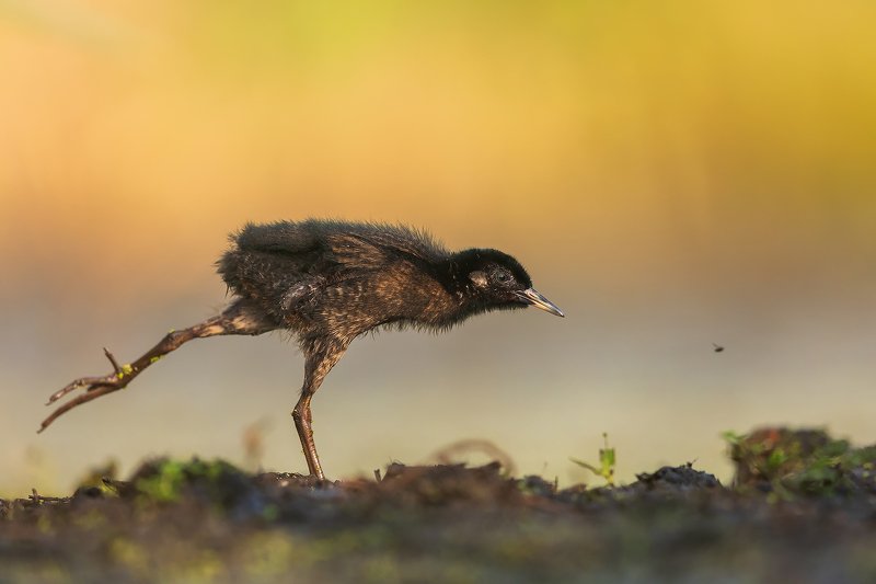 Go for it! фото превью