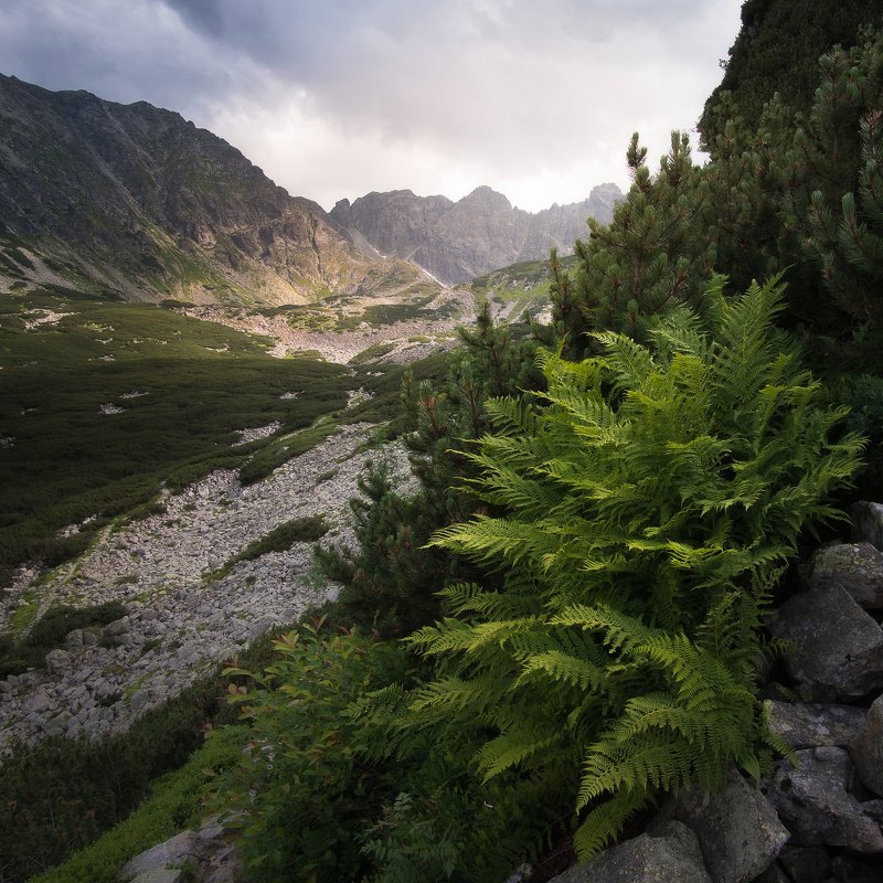 mountains, tatras, Poland, green,fern Prehistoricphoto preview