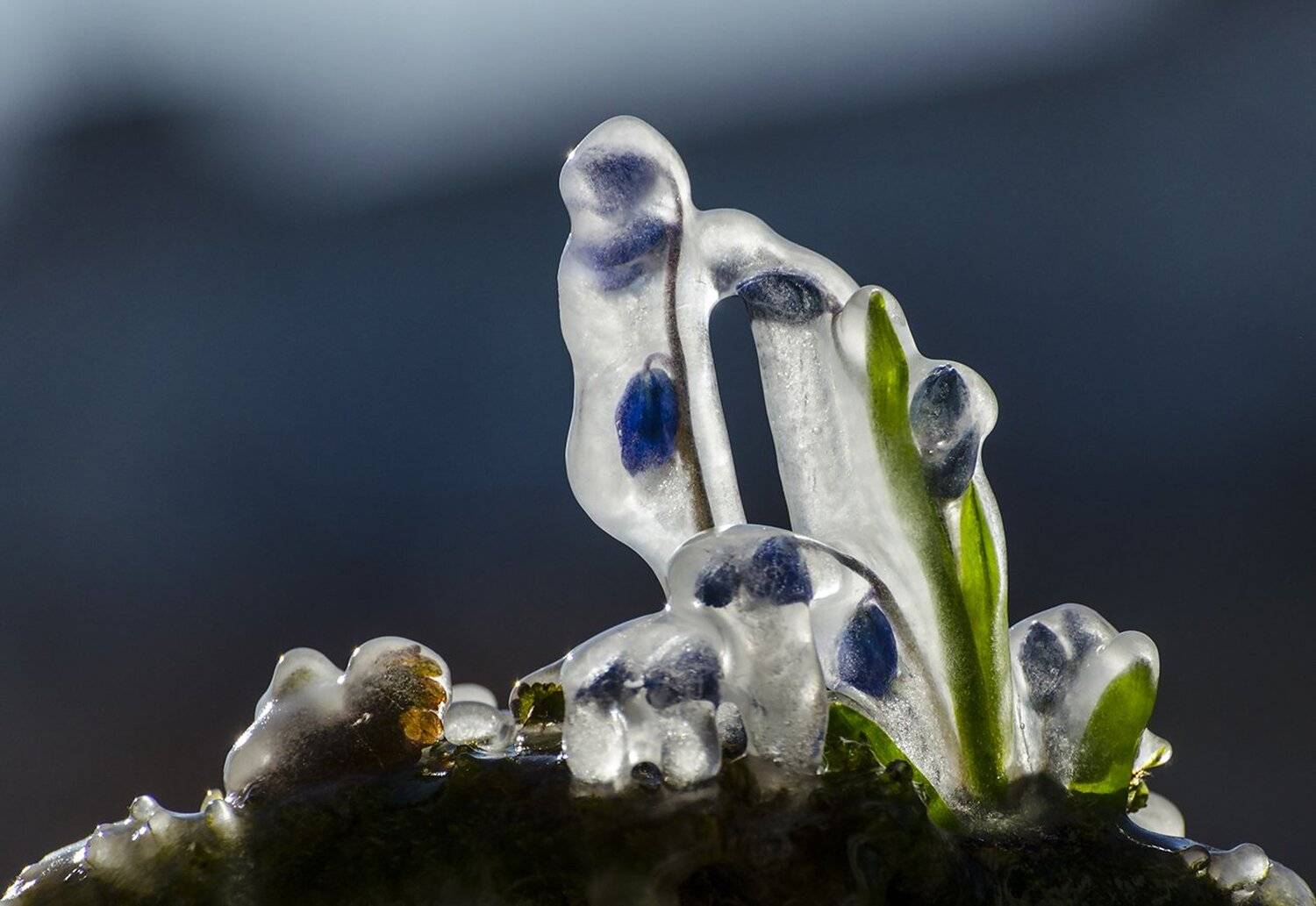 Отыскать весну среди холода. Автор: Михаил Агеев цветы весна заморозки, Михаил Агеев