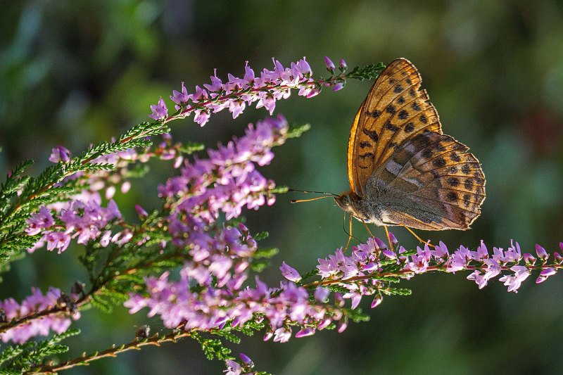 бабочка, насекомые, природа, макро Вереск и Селенаphoto preview