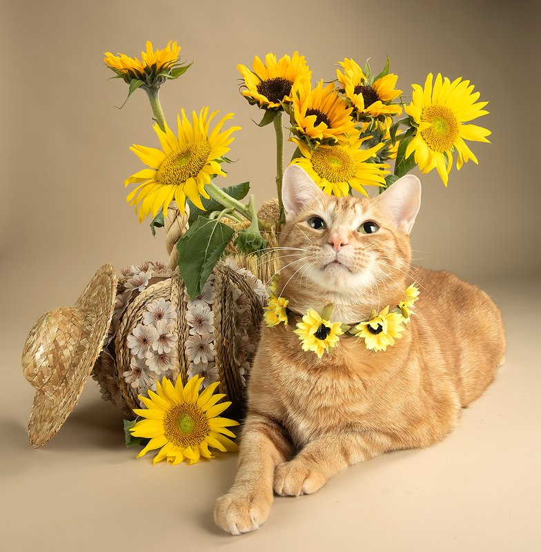 рыжий кот, кот, ginger, домашнии любимцы, cat, pumkin, подсолнух, sunflower Рыжик  в подсолнухах - Gingerphoto preview