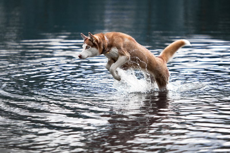 За уткойphoto preview