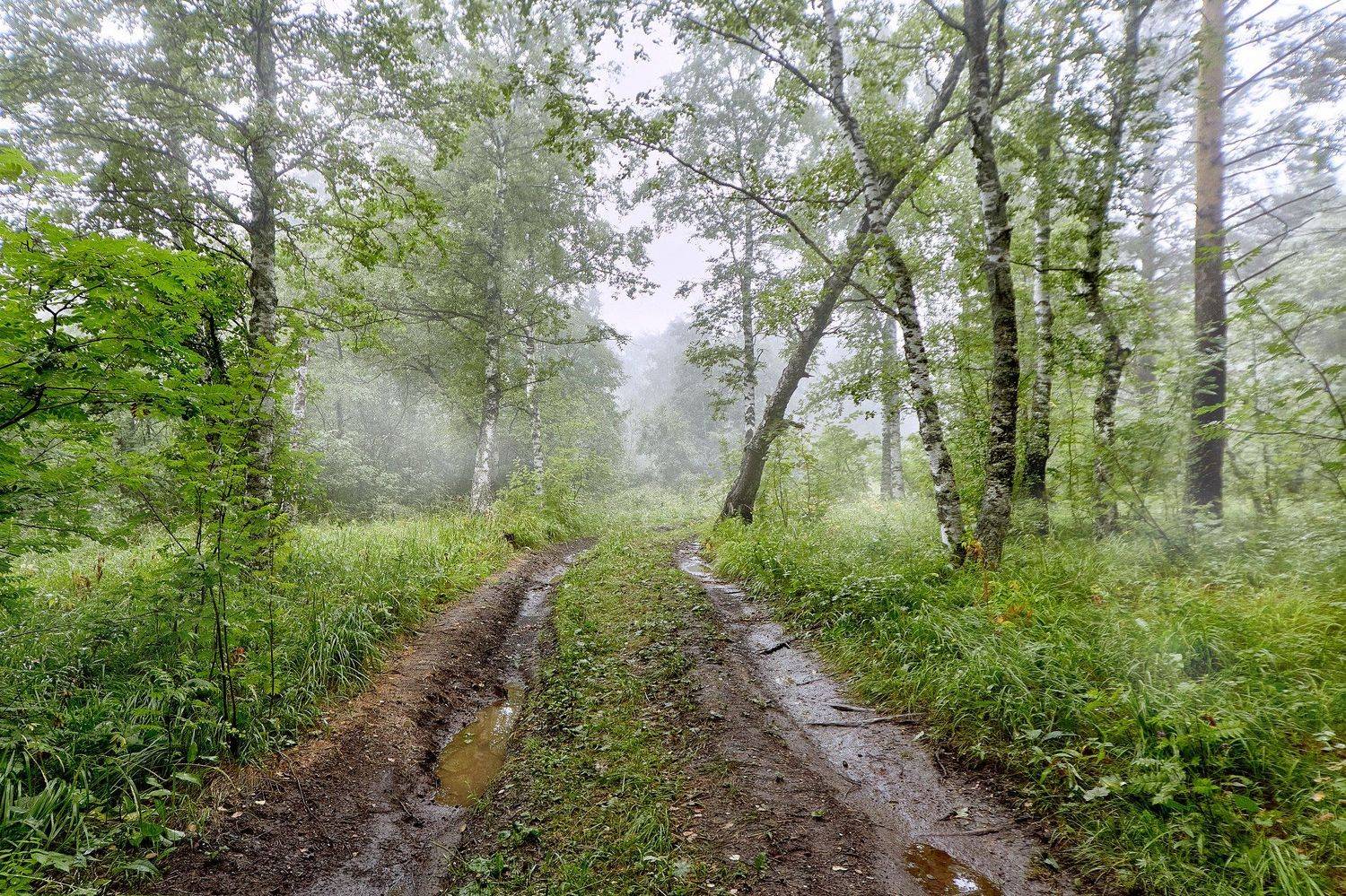 Из серии," Прогулки по Лесу.". Автор: Качурин Алексей южный урал,оренбургская область, орск, новотроицк,башкирия, башкиртостан, Качурин Алексей