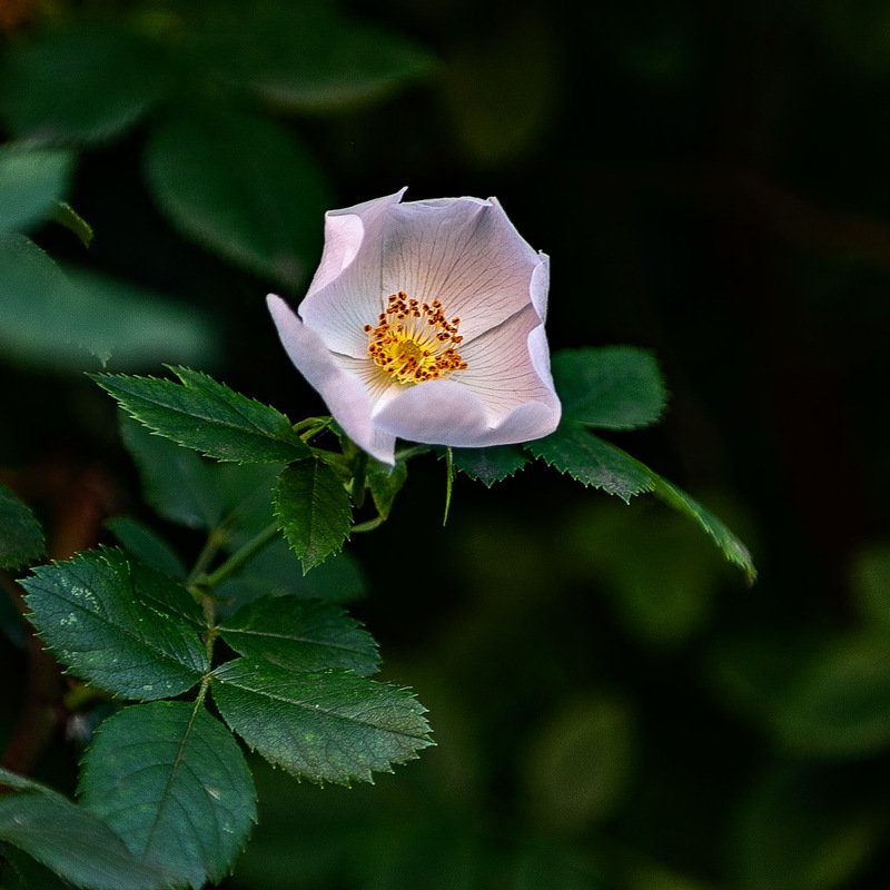 Шиповникphoto preview