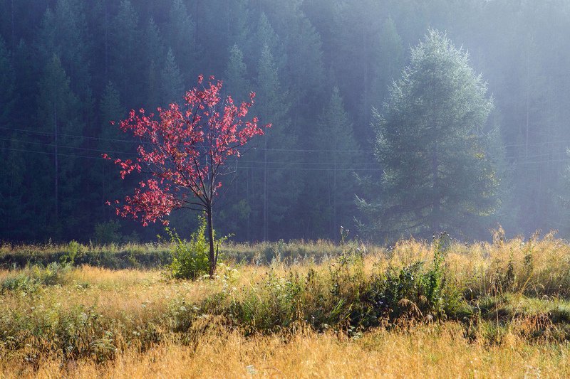 Однажды утром..!photo preview