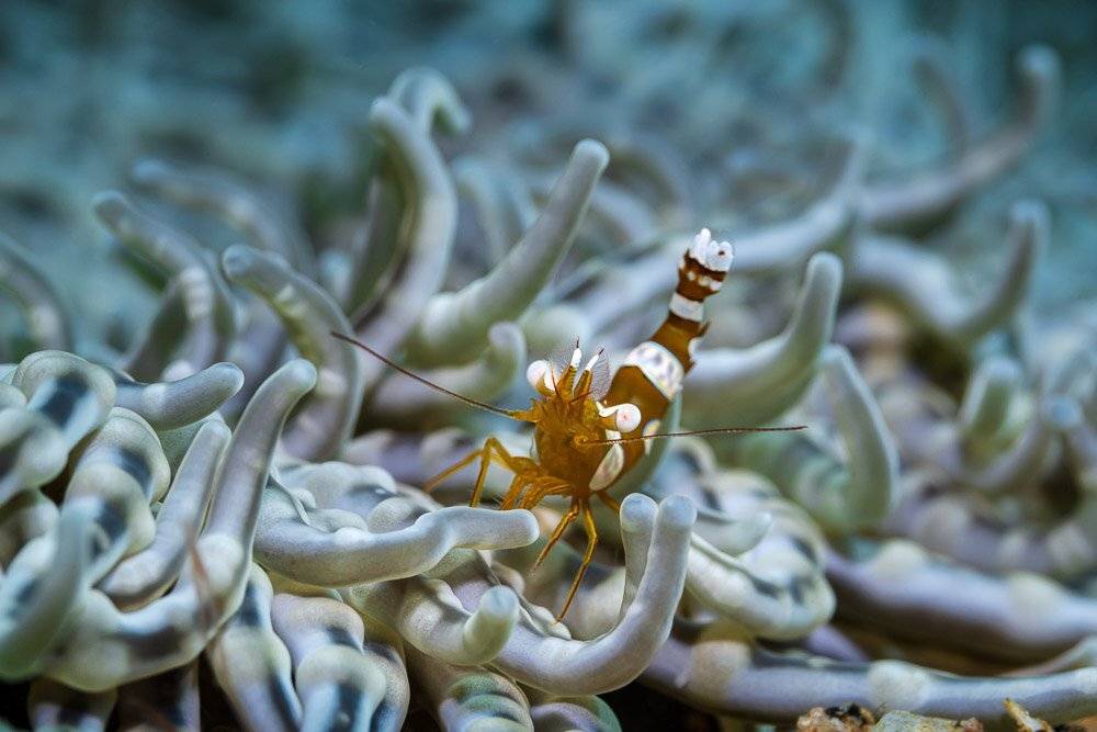 shrimp, underwater, diving, scuba, океан, море, креветка, анемон, Андрей Савин