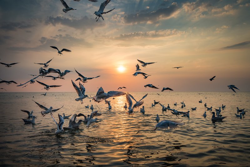 dance of seagulls water sun clouds baltic sea dranikowski mewy birds sunset Dance of Seagullsphoto preview