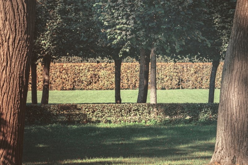 петергоф, петродворец, дерево, деревья, зелень, парк в паркеphoto preview