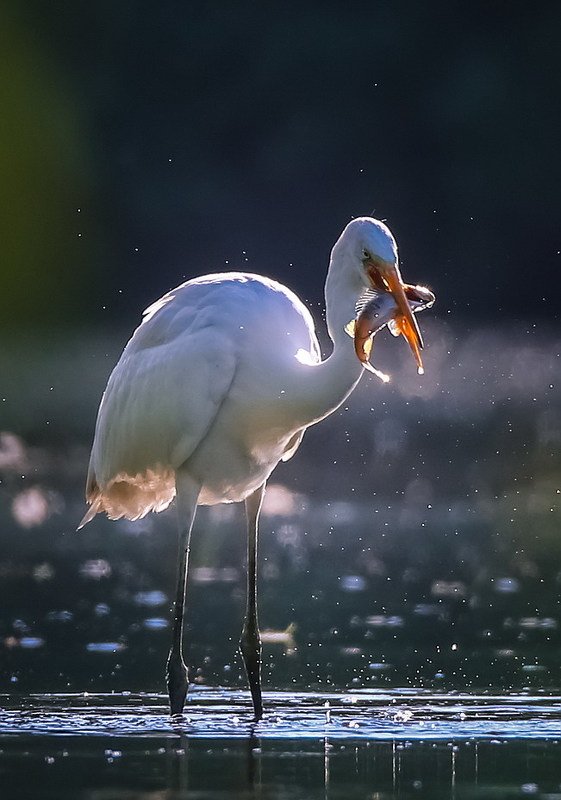 Хороший улов.photo preview