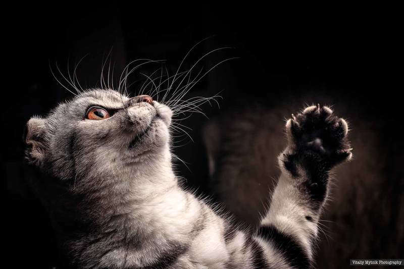 Mammal, Feline, Domestic, Cat, Animal, Pets, Domestic Animals, Kitten, Cute, Gray, One Person, Beauty, Purebred, Cat, Small, Scotland, шотландская кошка, котик, котенок,  Мияphoto preview