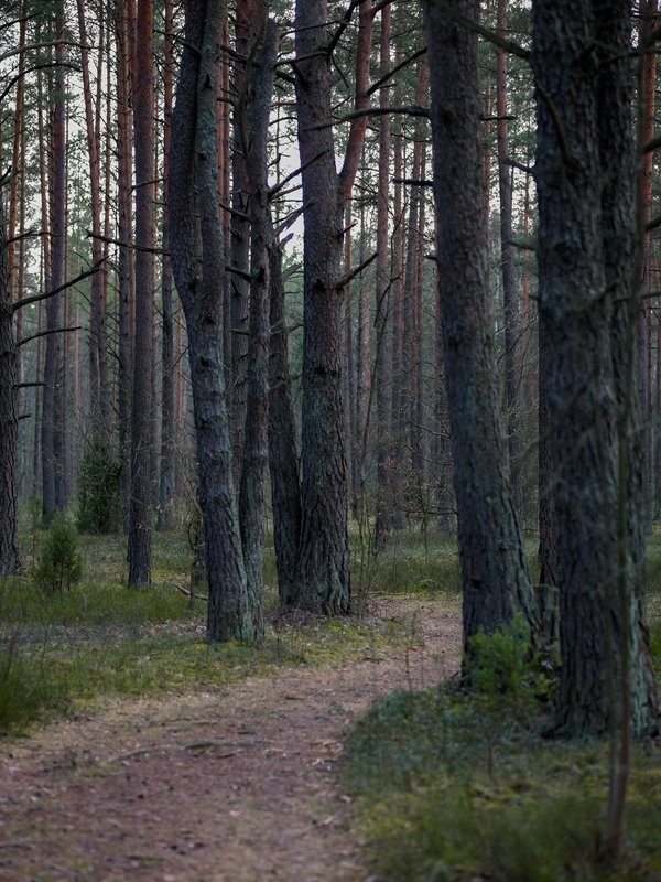 Phase One P45+ 92827photo preview