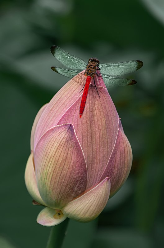 Два совершенства.photo preview