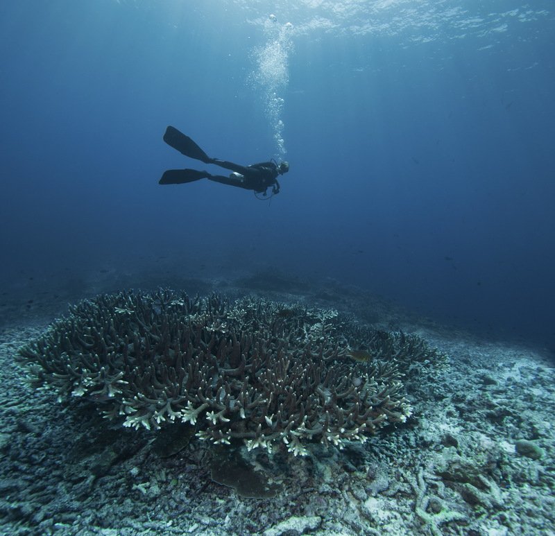 Пролетая над рифом фото превью