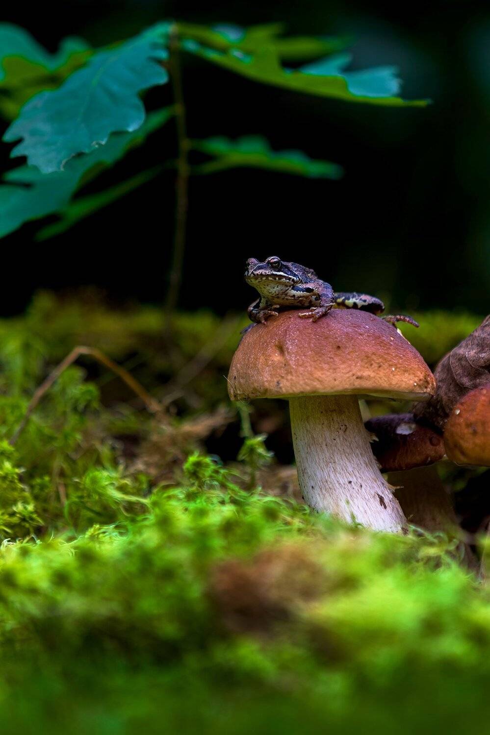 грибы, лягушка, лето, природа, грибалка, Александр Игнатьев