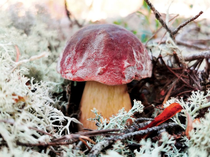 Боровой белый :)photo preview