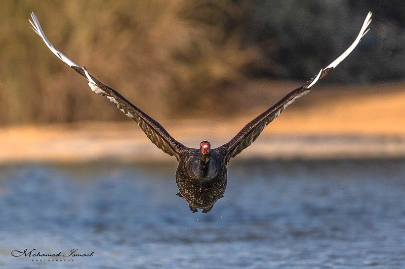 Black Swanphoto preview