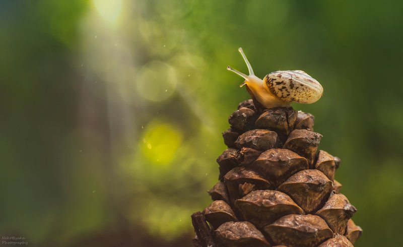 природа, улитка, шишка, лес, боке, лето, макро, nature, snail, bump, forest, bokeh, summer, macro, Лесные приключенияphoto preview