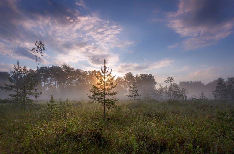 ленобласть Утро на болоте)photo preview