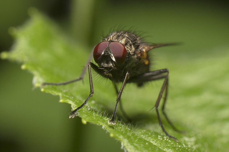 Мухиphoto preview