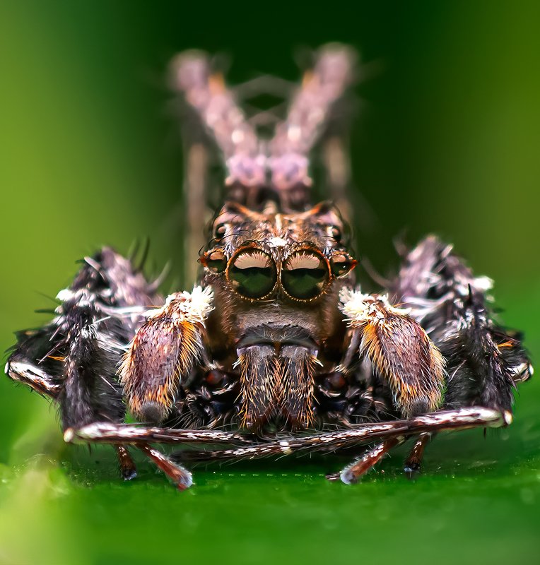 macro wildlife closeup insects Portrait of Portia sp.photo preview