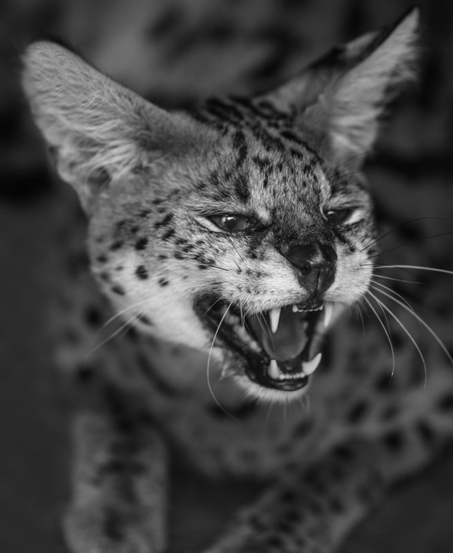 cat,wild, wildanimal, wildanimals, wildlife, wildlifephotography, wild_animal, wildanimalphotography, кот, беларусь,минский зоопарк,сервал ,minsk zoo, belarus,serval Сервалы в Минском зоопарке фото превью