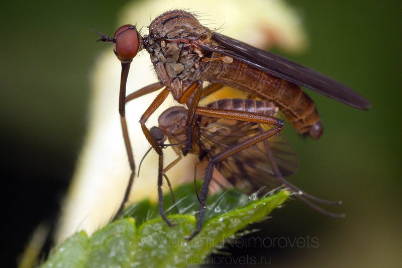 Empis livida, Empididae, diptera, balloon flies, dagger flies, fly, male, prey, Pudomyagi, Gatchina district, Leningrad Region, Russia A male of the dagger fly Empis livida with its prey / Эмпис лиловый (Empis livida), самец с добычей фото превью