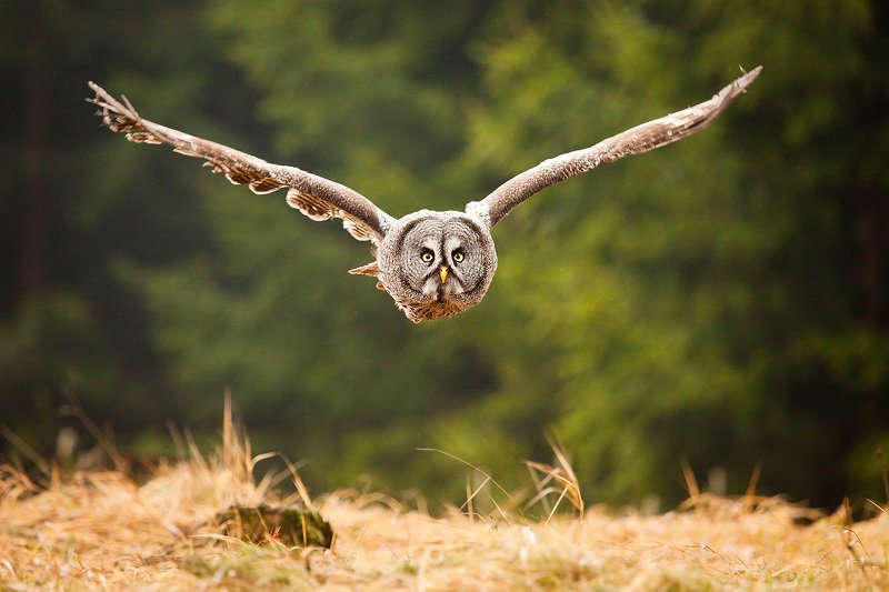 Запертая соваphoto preview