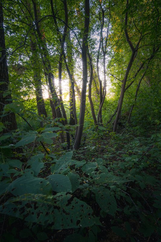 trees, forest, sun Wonderlandphoto preview