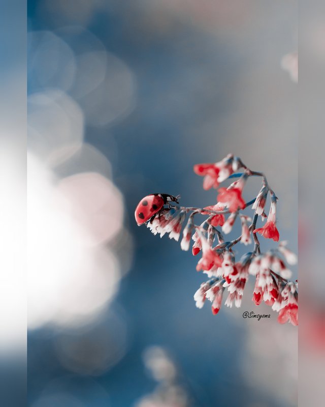 макро, природа, nature, macro, насекомые, insect, ladybug, божьякоровка photo preview