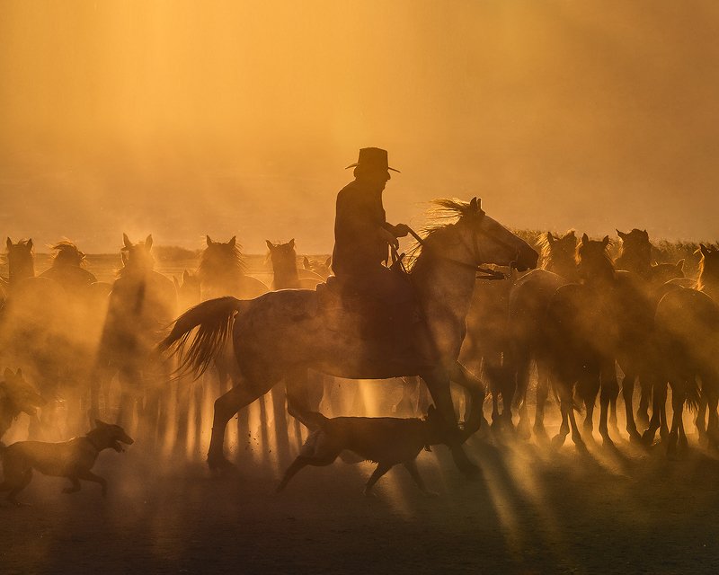 cappadocia, horse photo preview