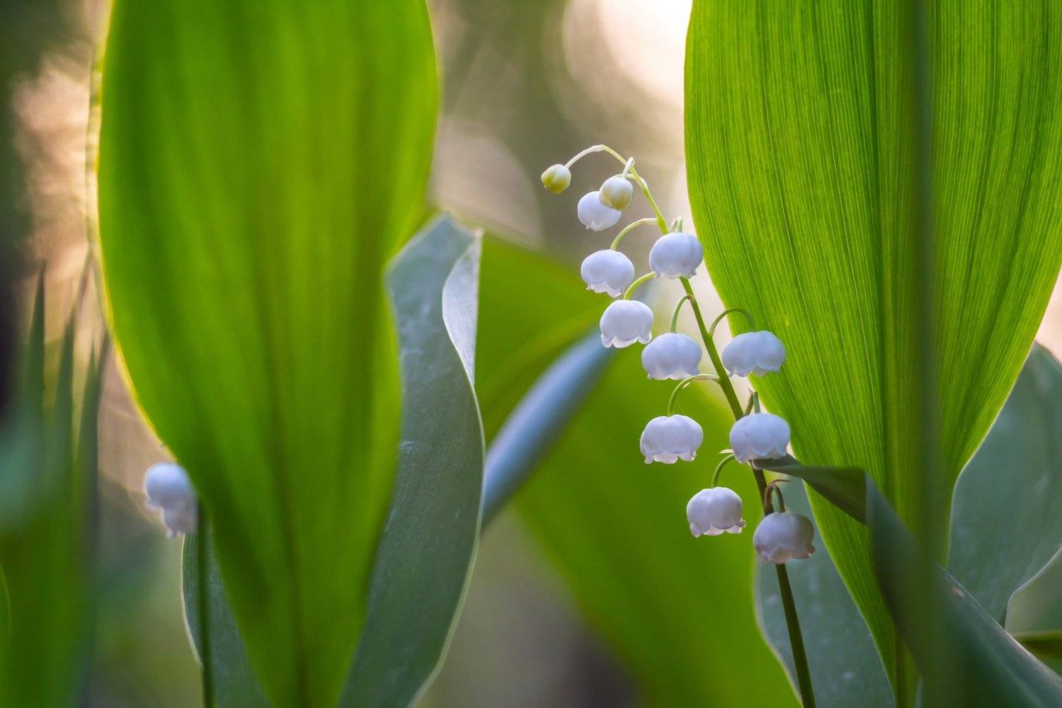цветы, природа, лес, ландыши, весна, Руслан Востриков
