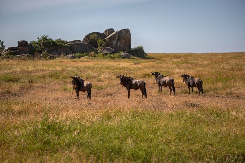 Д’Артаньян и три мушкетёраphoto preview