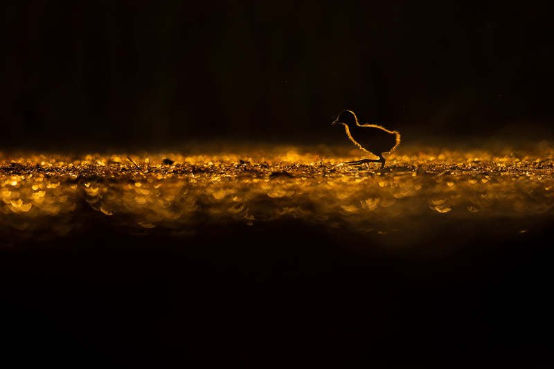 Golden feathers фото превью